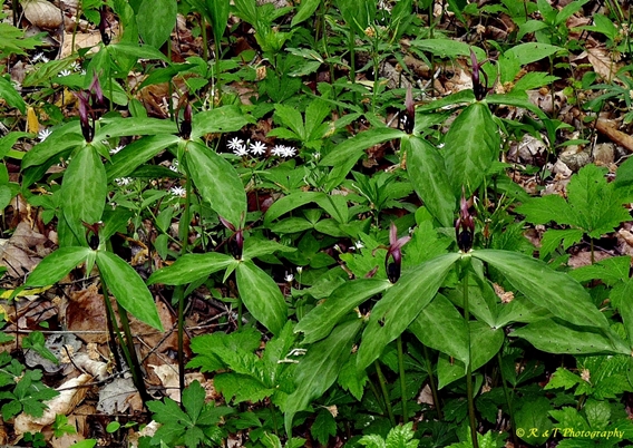 {Trillium lancifolium}